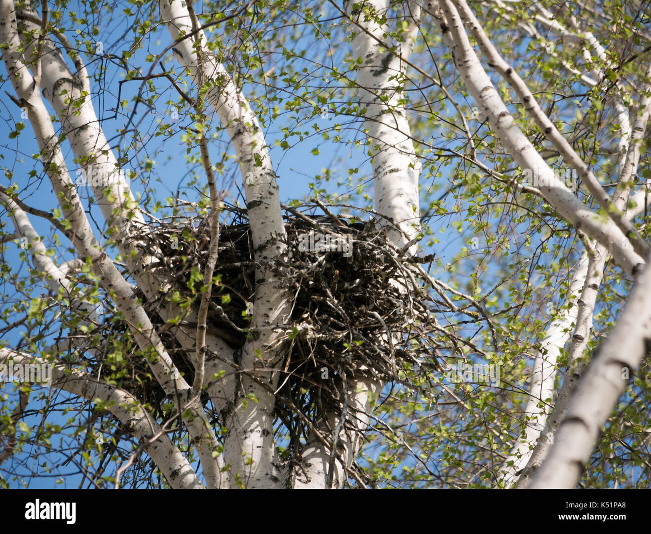 Poussins De Corbeau Dans Le Nid Banque De Photographies Et D images poussins-de-corbeau-dans-le-nid-banque-de-photographies-et-d-images