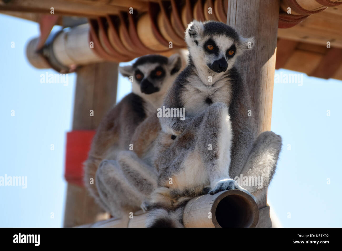 Bague deux lémuriens à queue des animaux sauvages menacées de Madagascar. Banque D'Images