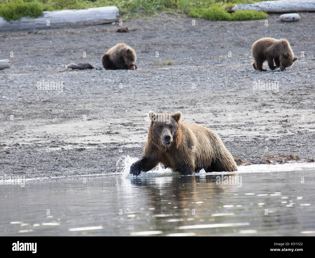 L'ours brun pour la pêche côtière de ses oursons, katmai, alaska Banque D'Images