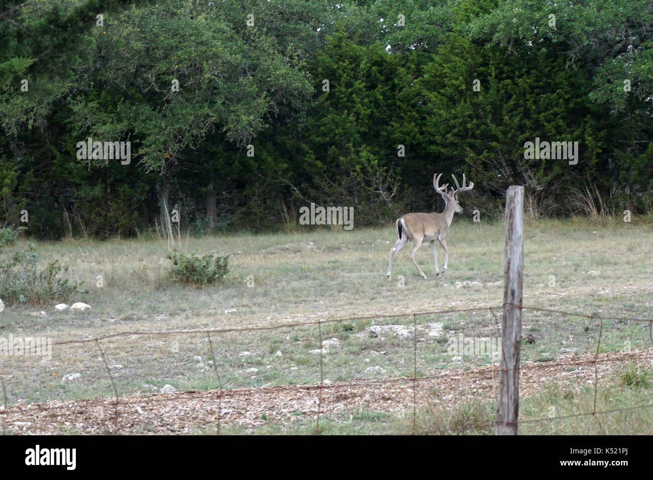 Le cerf à queue noire près de Fort Worth, TX Banque D'Images