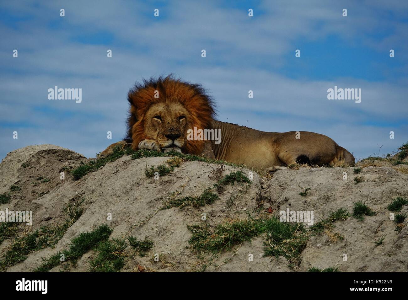 Lion mâle dormir sur hill Banque D'Images