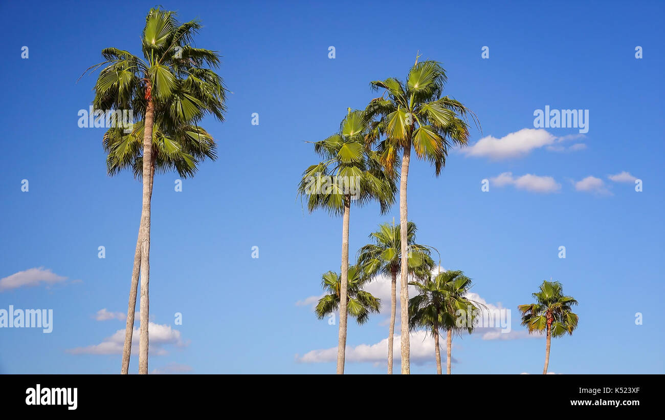 Floride palm trees blowing in wind contre un ciel bleu à Orlando Banque D'Images