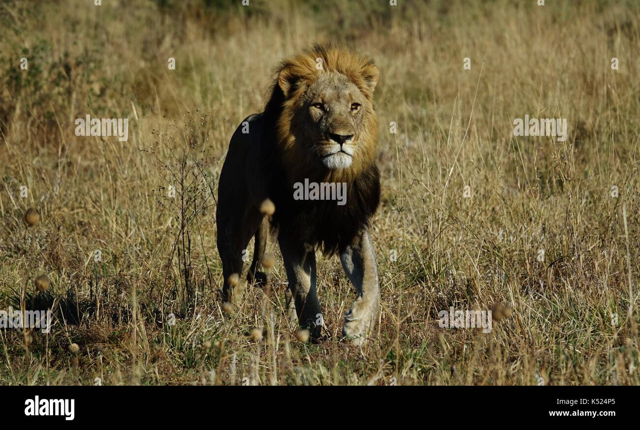 L'Afrique de l'homme lion Banque D'Images