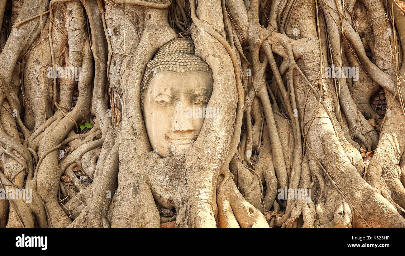 Tête de bouddha en grès dans les racines des arbres au Wat Mahathat à Ayutthaya, Thaïlande Banque D'Images