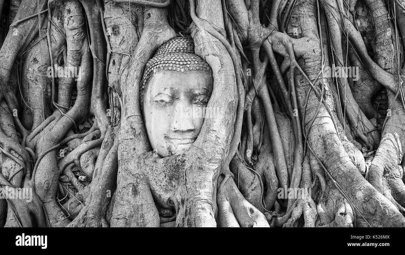 Tête de bouddha en grès dans les racines des arbres au Wat Mahathat à Ayutthaya, Thaïlande (noir et blanc) Banque D'Images