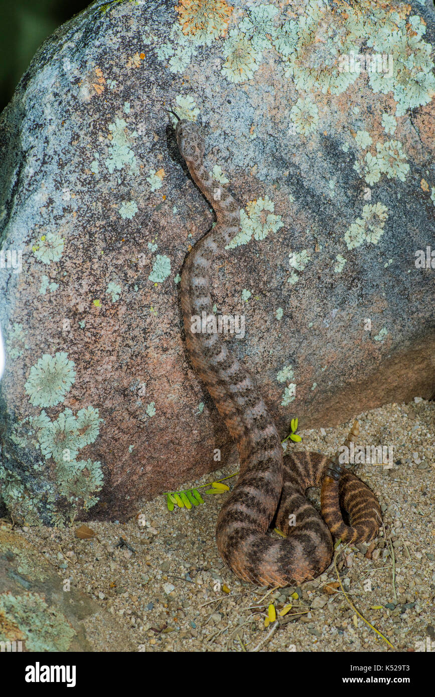 Crotale (crotalus tigris tigre tucson, comté de Pima, Arizona, united states 28 août 2017 vipéridés adultes Banque D'Images