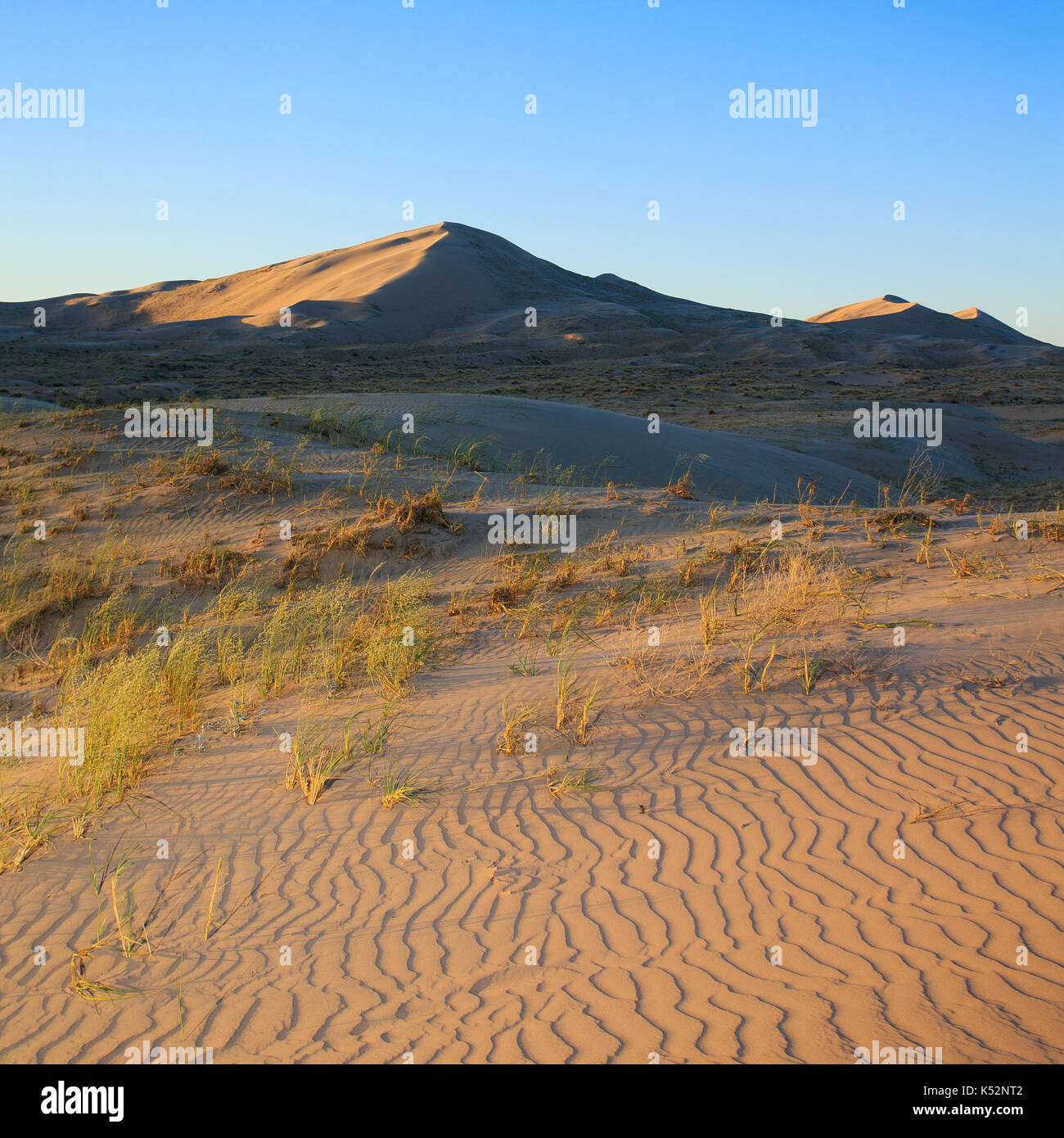 Les dunes de sable de kelso dans san bernandino en Californie. plaine de sable et des collines de dunes en arrière-plan. Banque D'Images