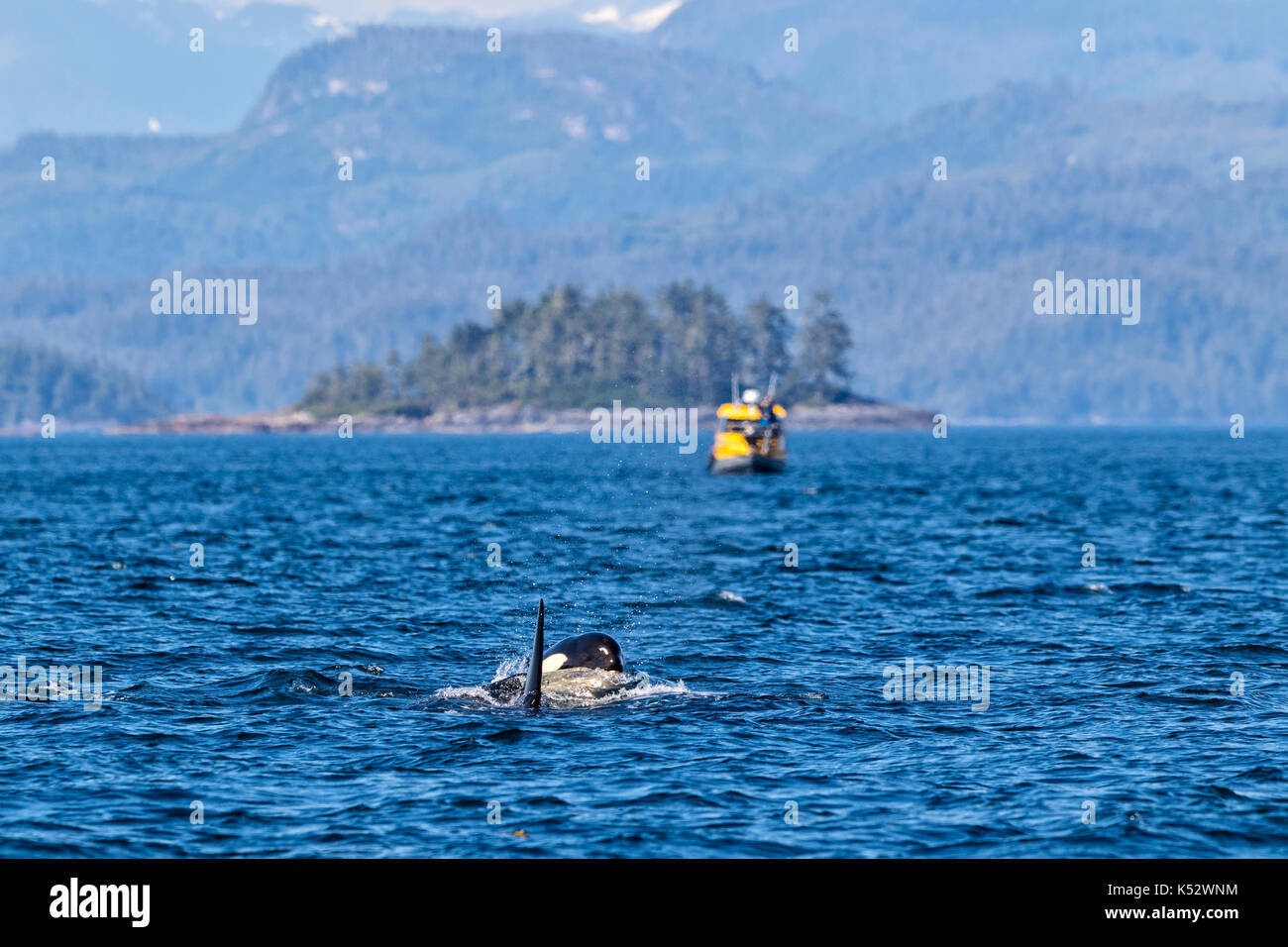 Deux épaulards surfacing en face d'un petit bateau de l'écotourisme dans le détroit de la Reine-Charlotte au large de l'île de Vancouver, Colombie-Britannique, Canada Banque D'Images