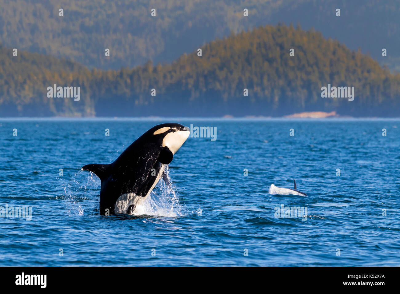 Résident du nord killeer whale breaching en face de l'île Swanson au large du nord de l'île de Vancouver, Colombie-Britannique, Canada. Banque D'Images