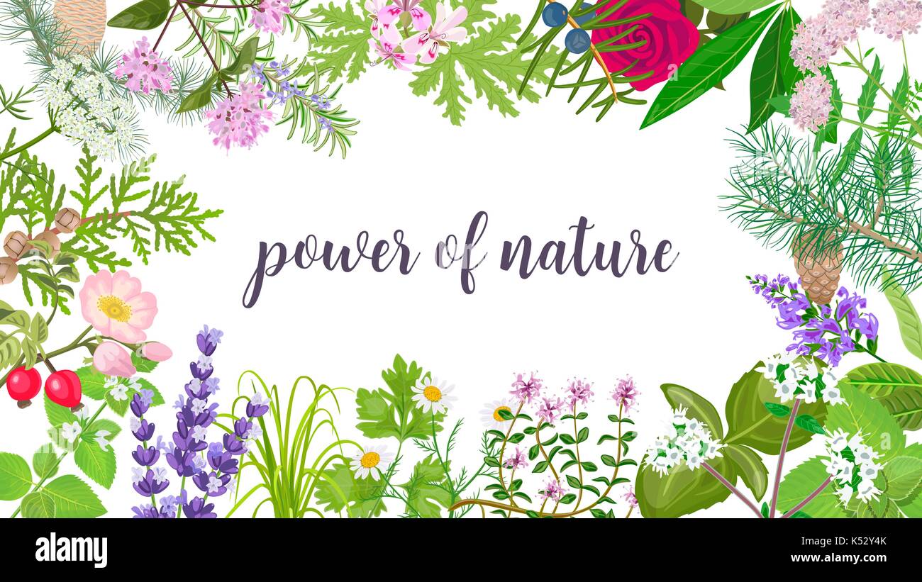 Big vector set de belles fleurs et plantes d'ornement. puissance de la nature avec texte Illustration de Vecteur