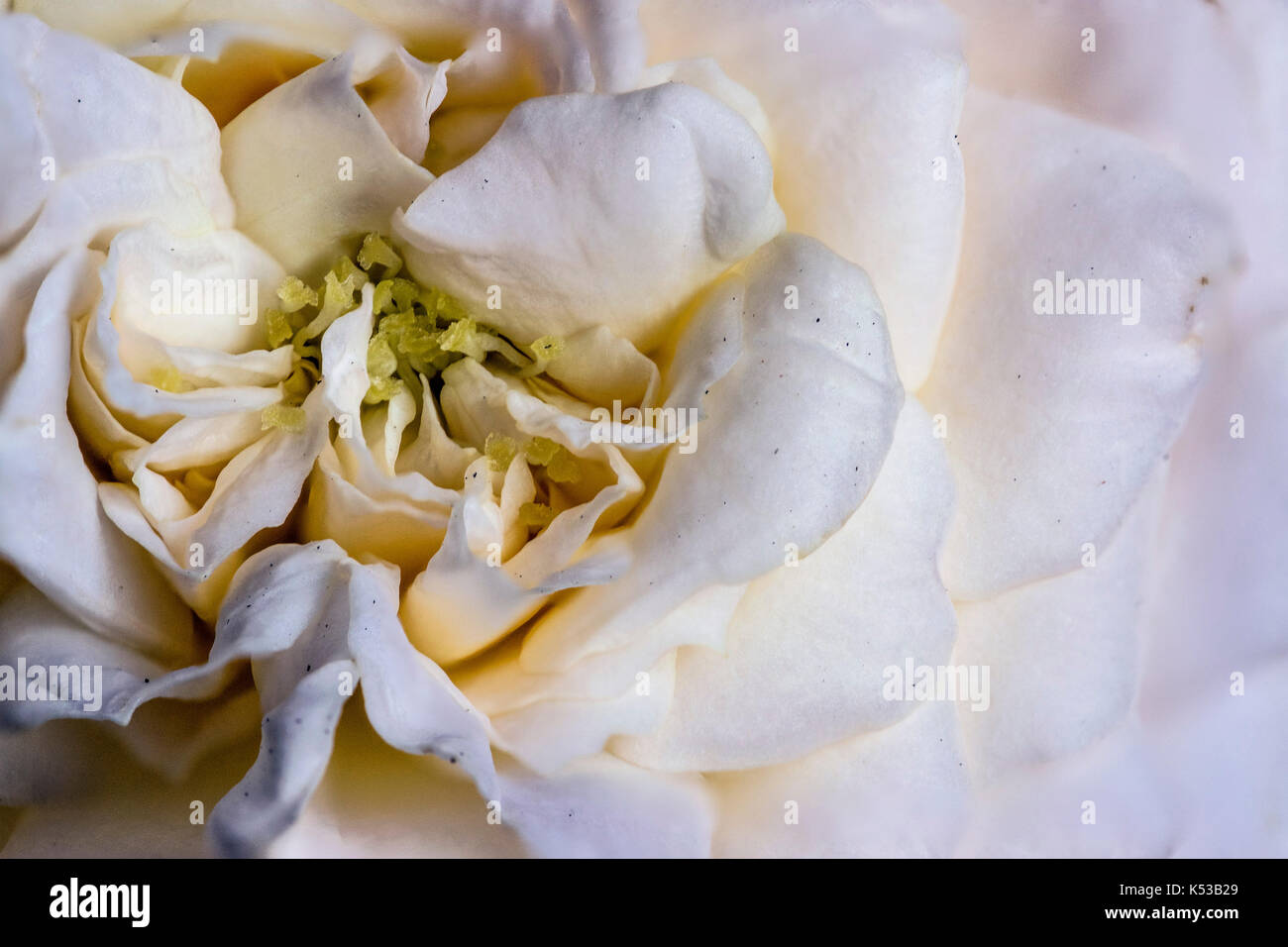 L'accent stacked photographie d'un blanc, jaune et vert fleur rose, montrant les pétales, macro closeup Banque D'Images