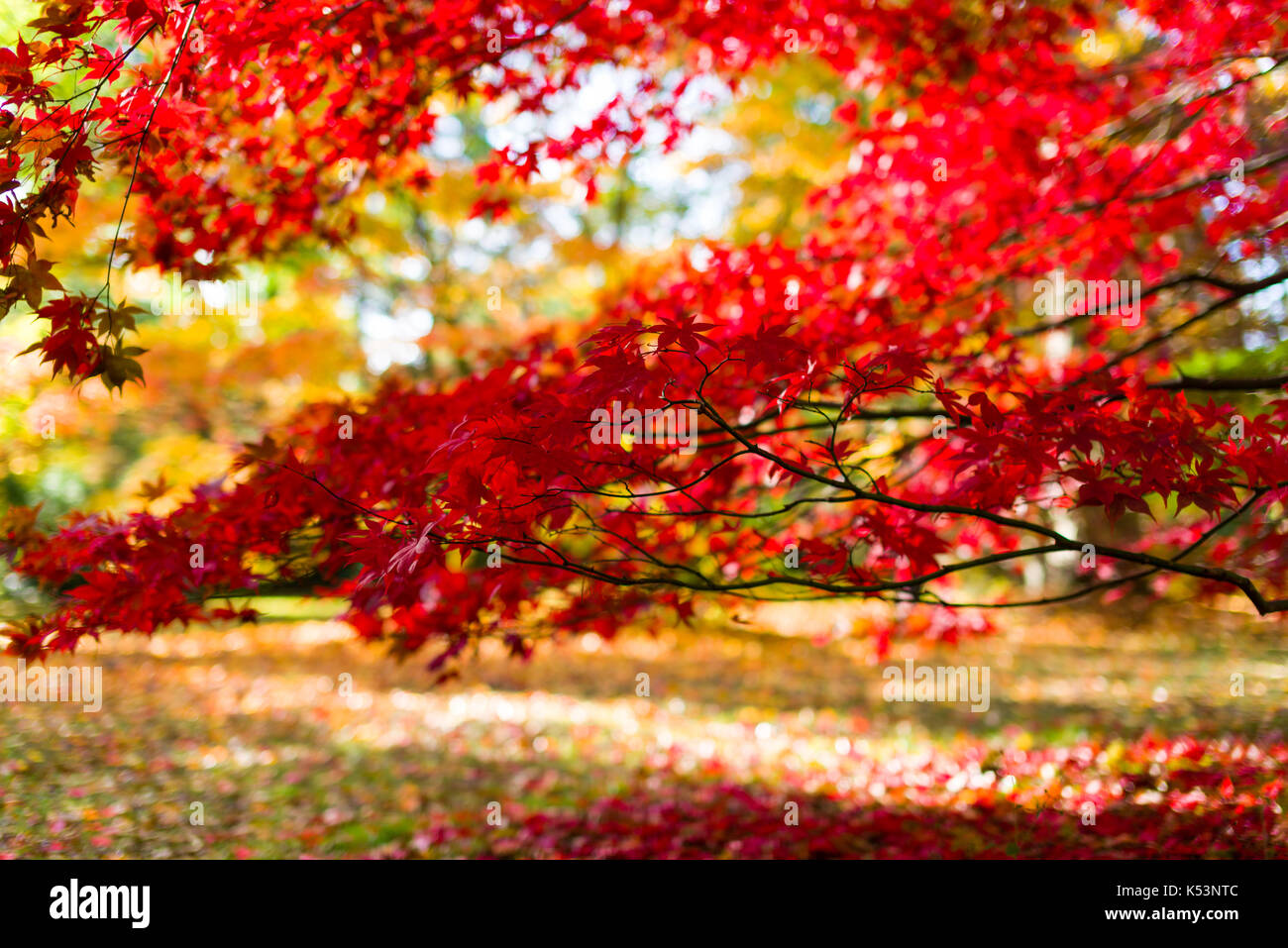 L'érable japonais (Acer palmatum) les feuilles des arbres en automne les couleurs, Royaume-Uni Banque D'Images