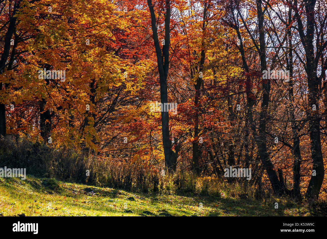 Beau feuillage doré sur journée ensoleillée en forêt. joli fond d'automne Banque D'Images