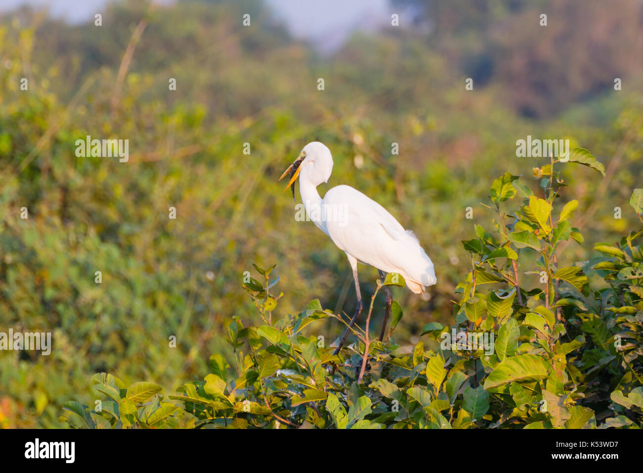 Grande Aigrette oiseau sur la nature du Pantanal, Brésil. La faune du Brésil Banque D'Images