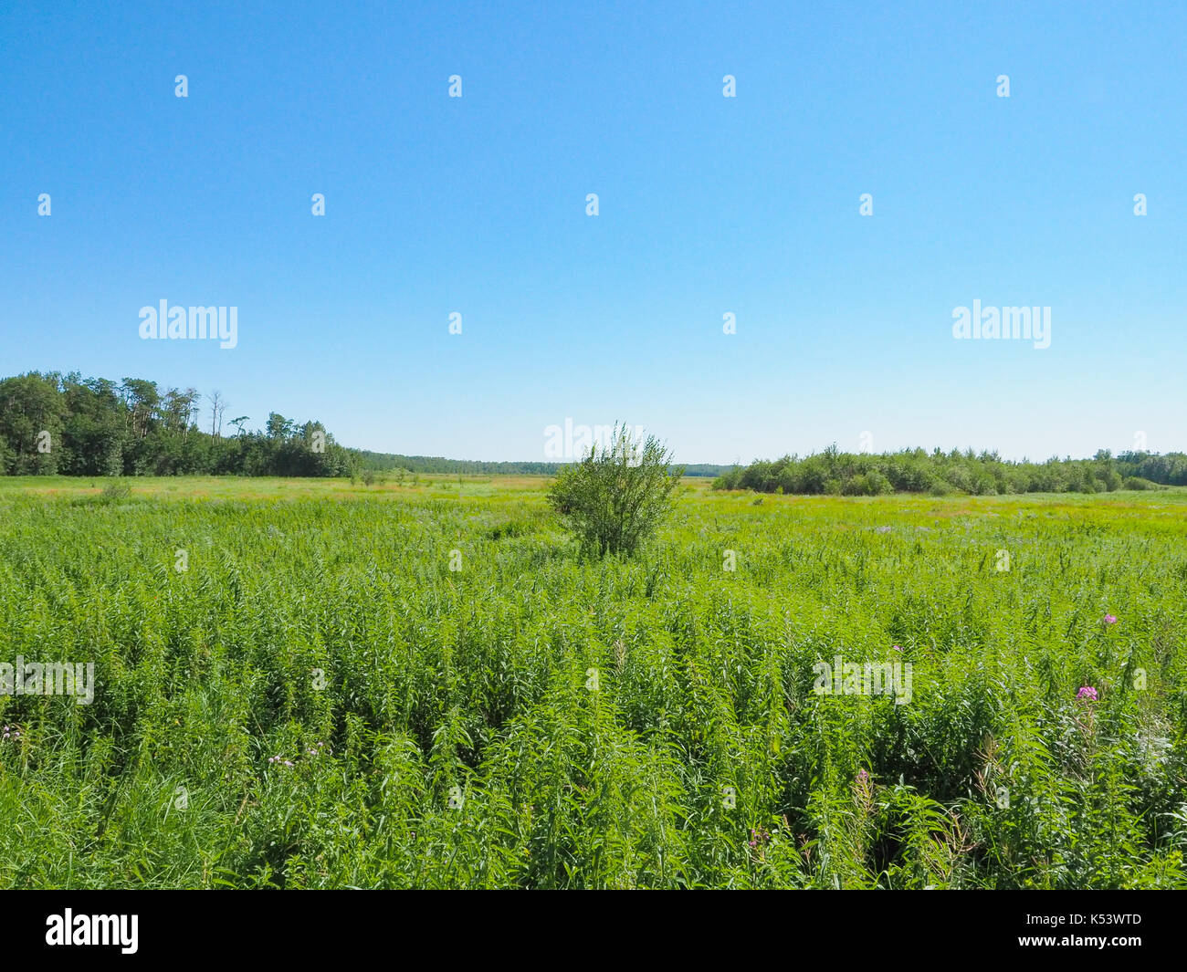 Champ d'herbe dans le parc national Elk Island, en Alberta Banque D'Images