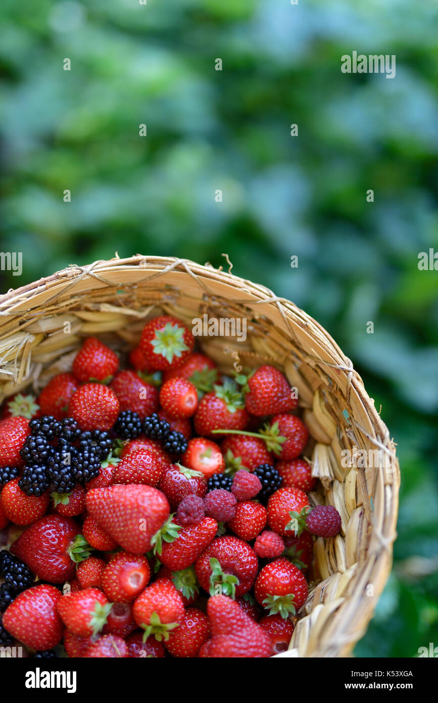 Home Grown fraîchement cueilli des fraises, mûres et framboises dans un panier de paille à l'arrière-plan vert de jardin Banque D'Images