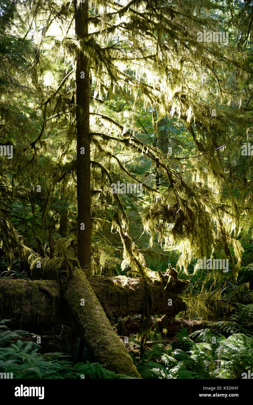 Décor d'une forêt moussue éclairées par la lumière du soleil. l'île de Vancouver, Colombie-Britannique, Canada. Banque D'Images