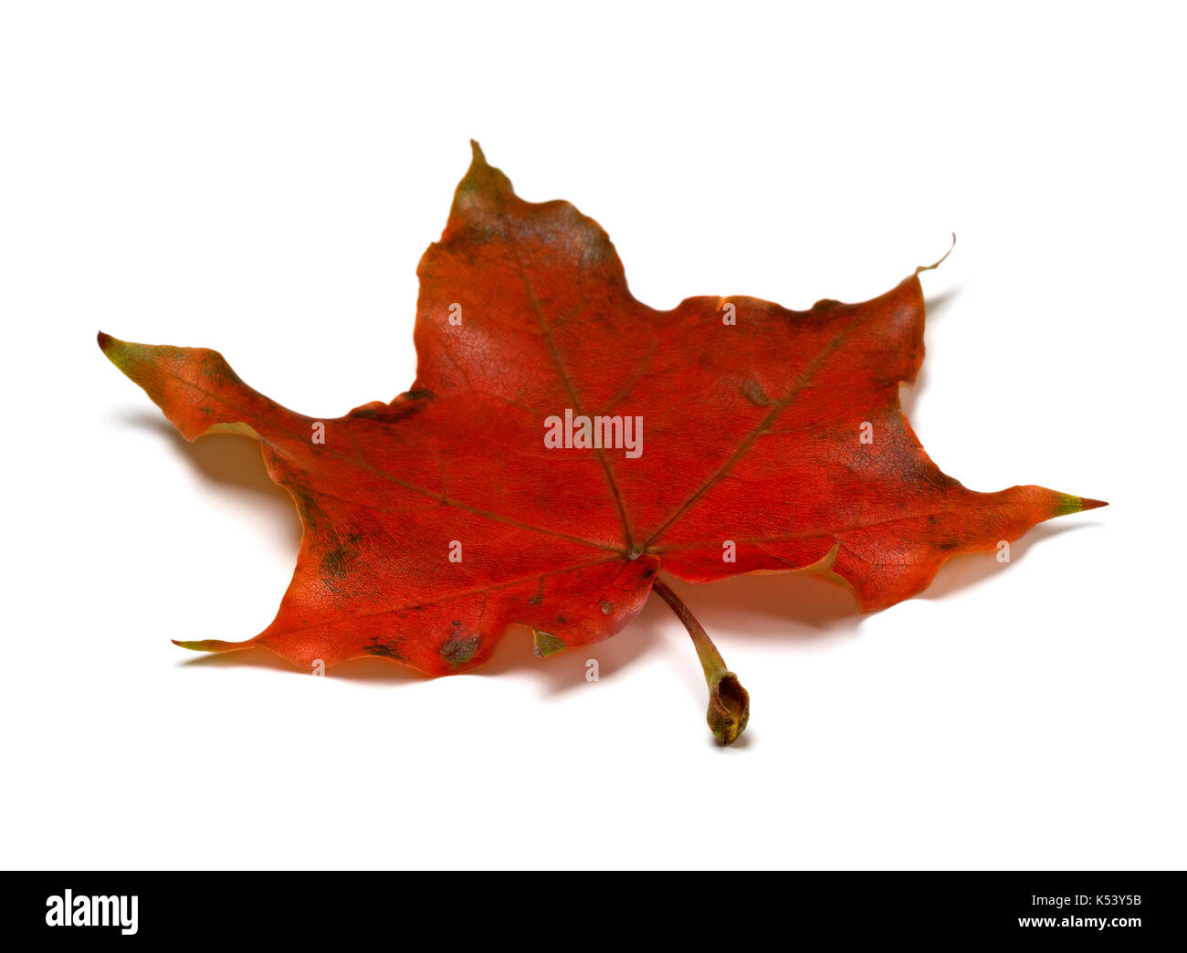 Feuille d'érable d'automne rouge isolé sur fond blanc Banque D'Images