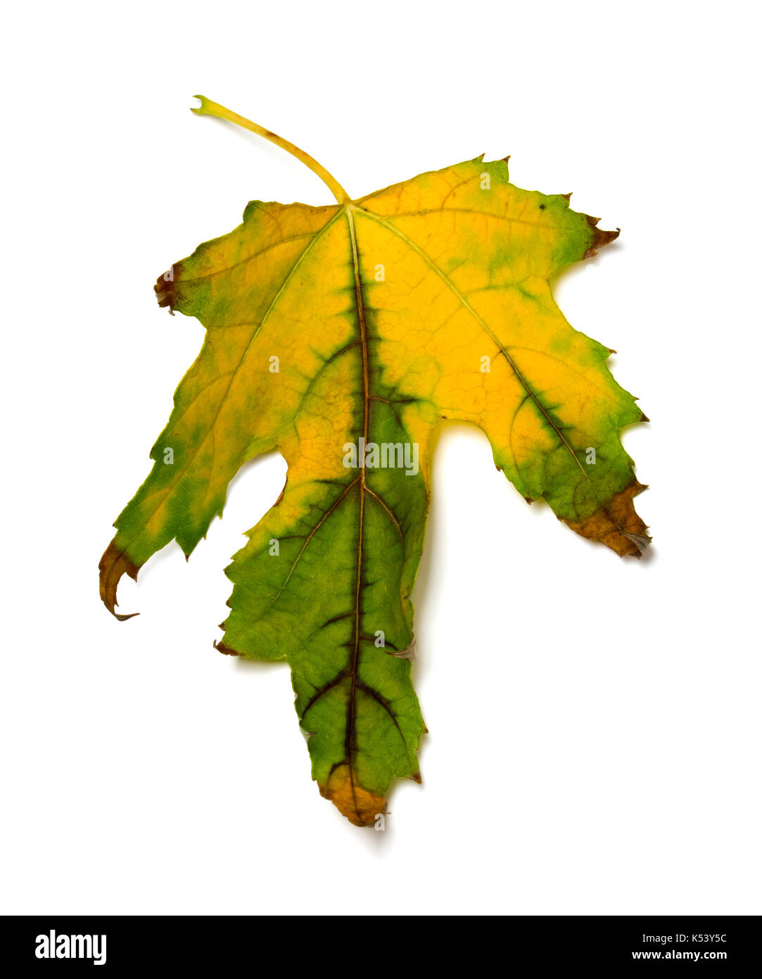 Feuille d'érable d'automne multicolore isolé sur fond blanc Banque D'Images