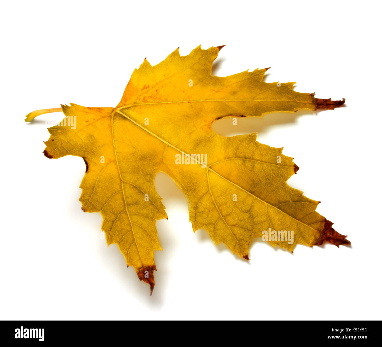 Feuille d'érable de l'automne orange isolé sur fond blanc Banque D'Images