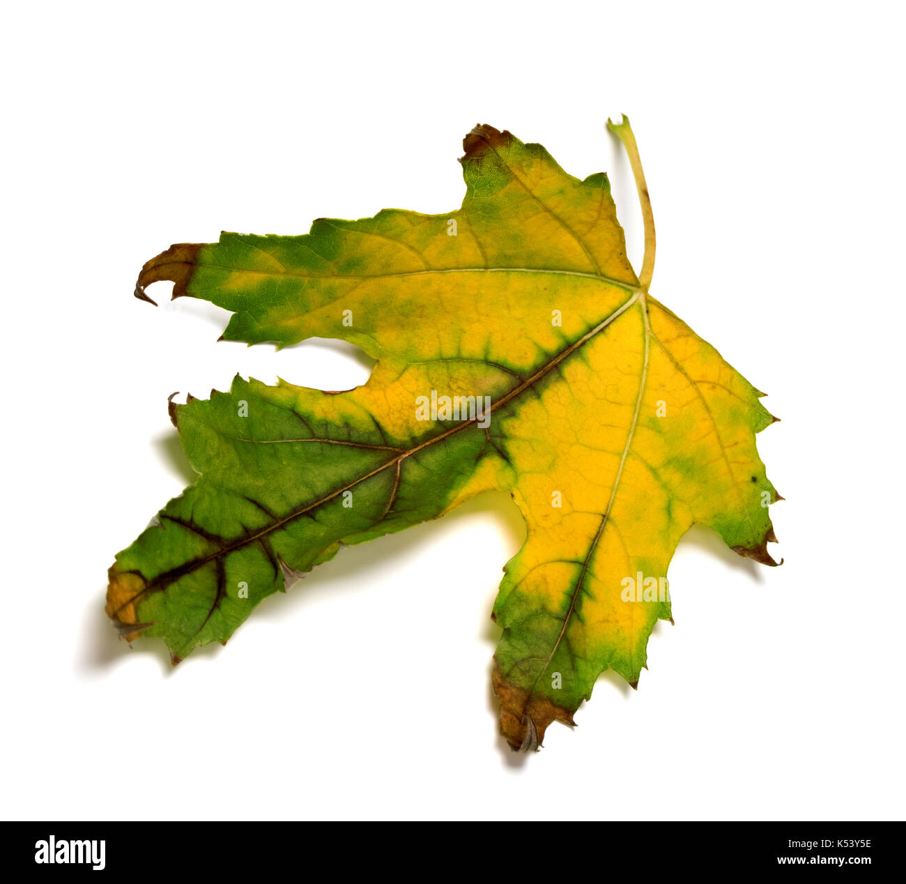 Automne feuilles d'érable multicolores. isolé sur fond blanc. Banque D'Images