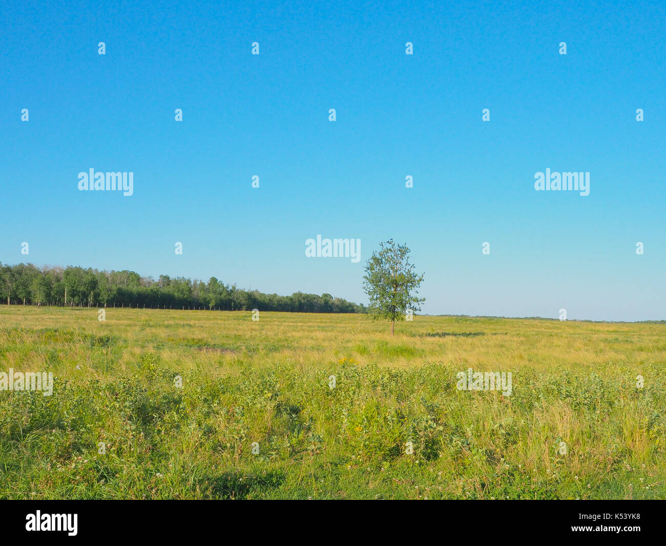 Champ d'herbe dans le parc national Elk Island, en Alberta Banque D'Images