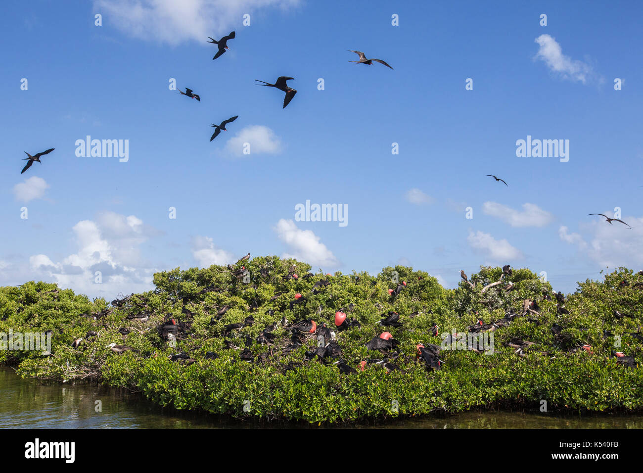 Les oiseaux dans le parc national de la frégate Bird Sanctuary Antigua-et-Barbuda Banque D'Images