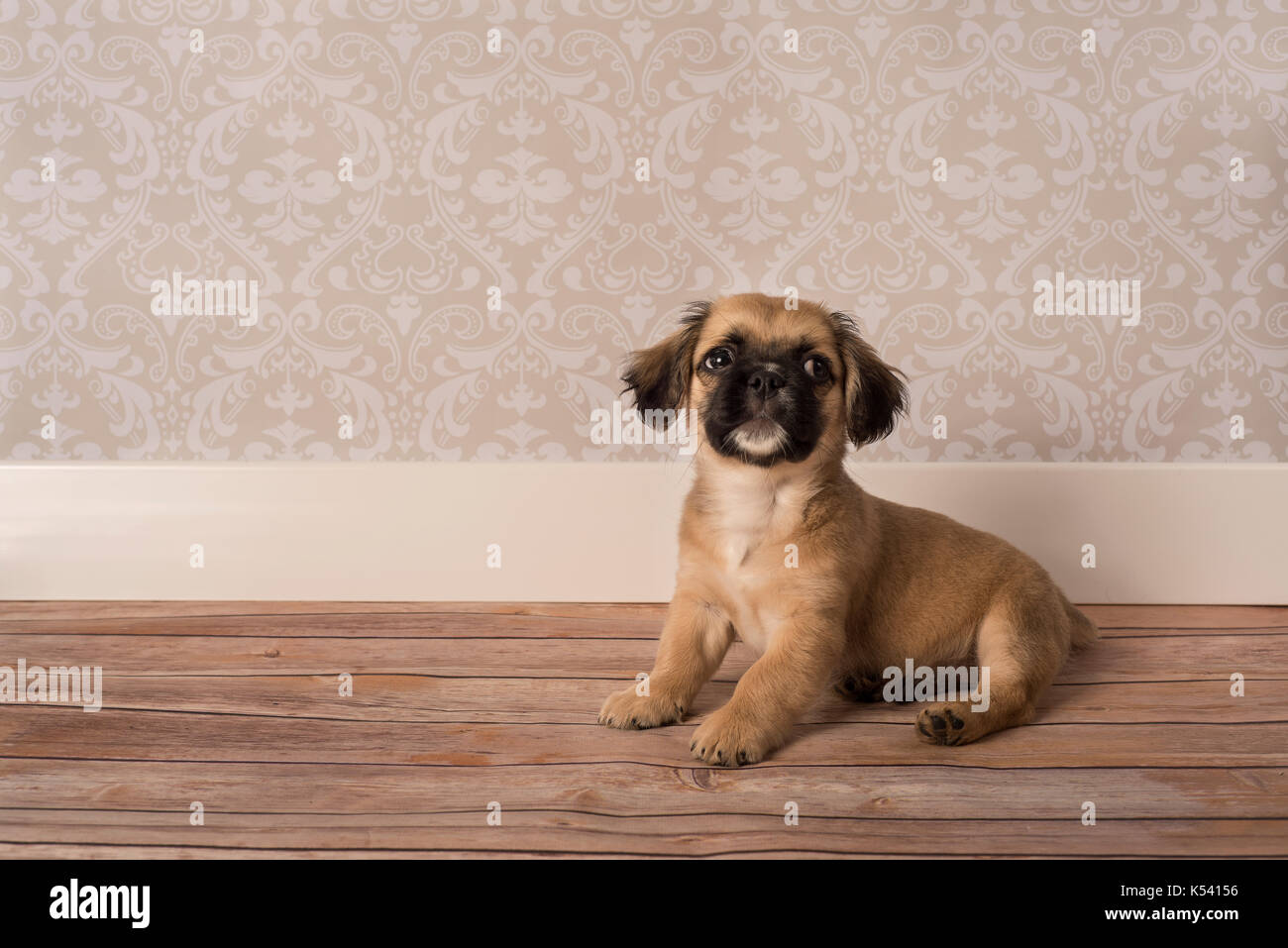 Cute puppy sitting noir et beige avec place pour le texte Banque D'Images