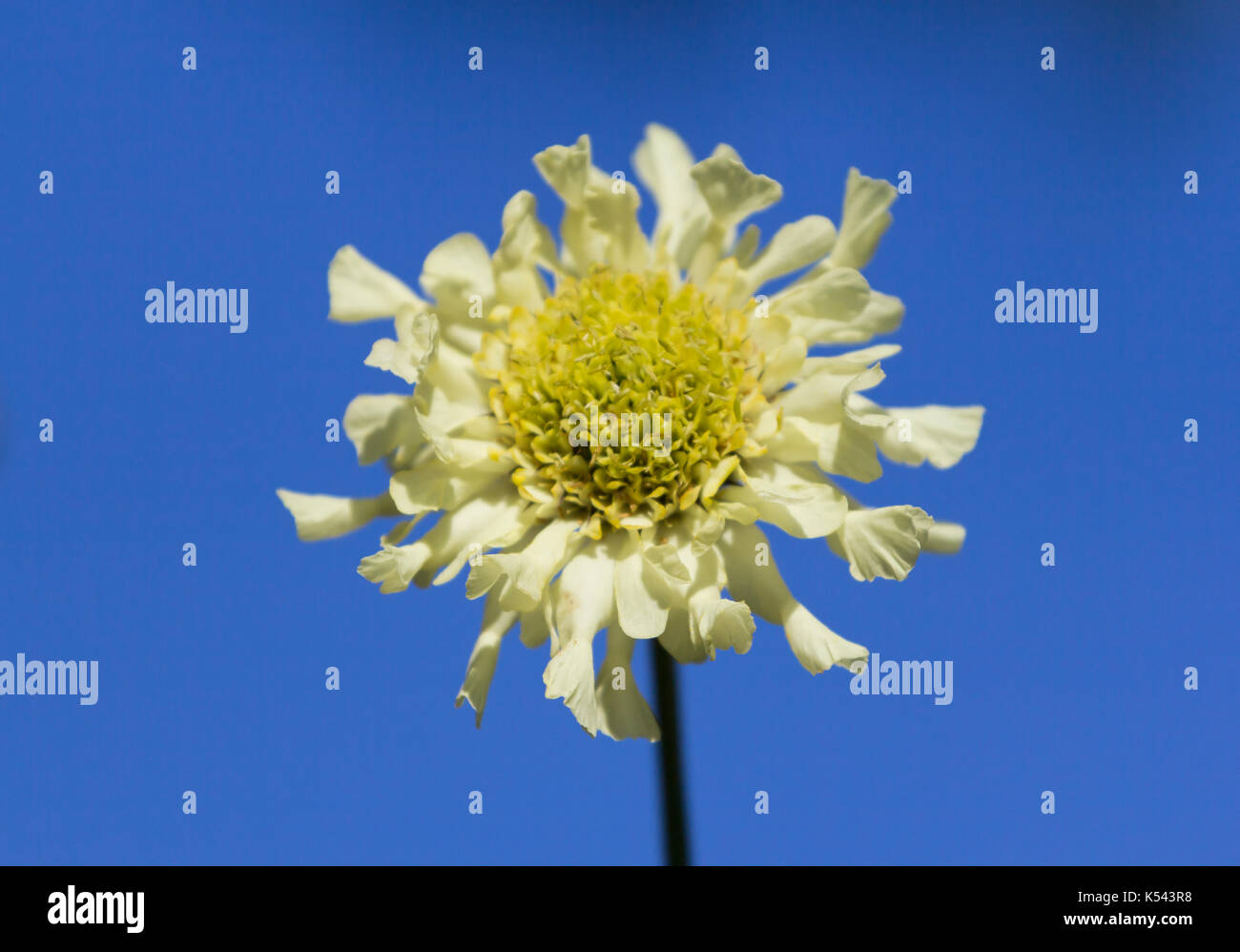 Scabious géant unique fleur jaune pâle Banque D'Images