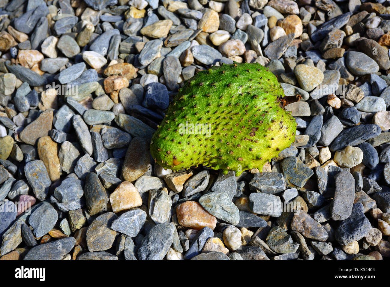 Corossol vert tropical fruit Banque D'Images