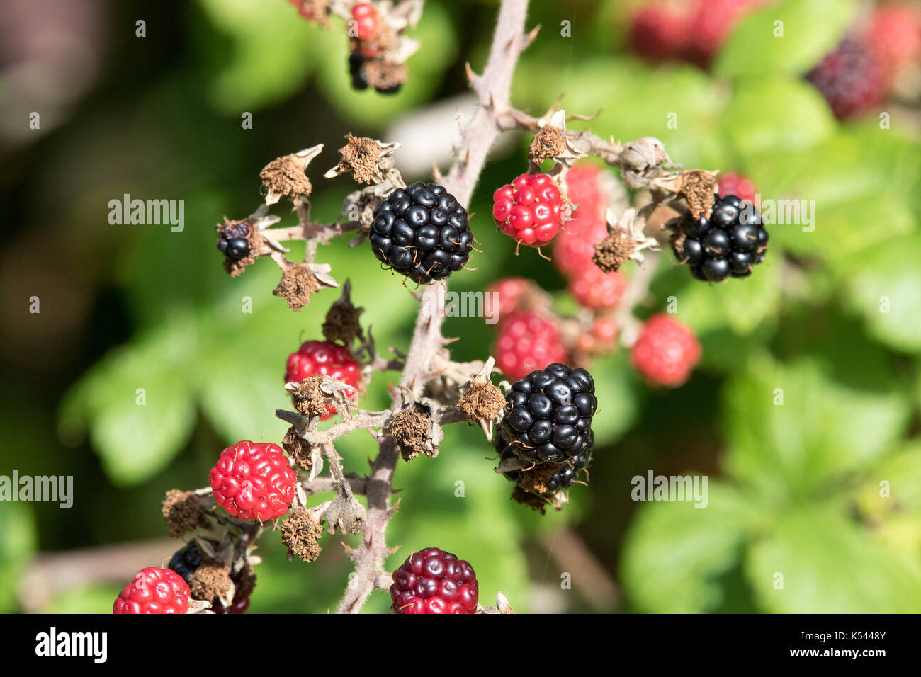 mûres Banque D'Images