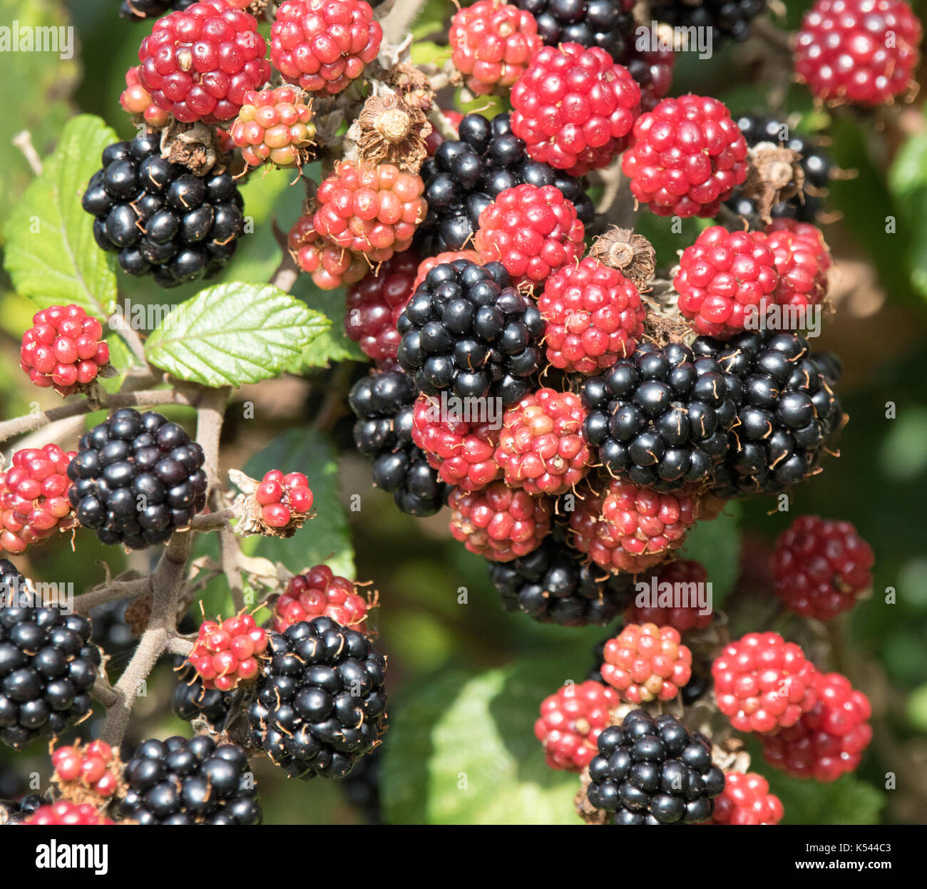 mûres Banque D'Images