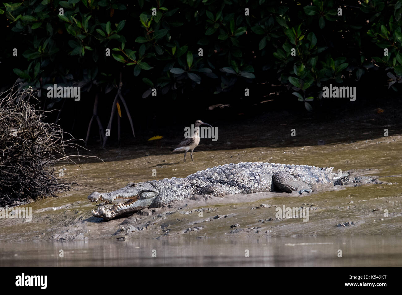 Crocodile du Nil Banque D'Images