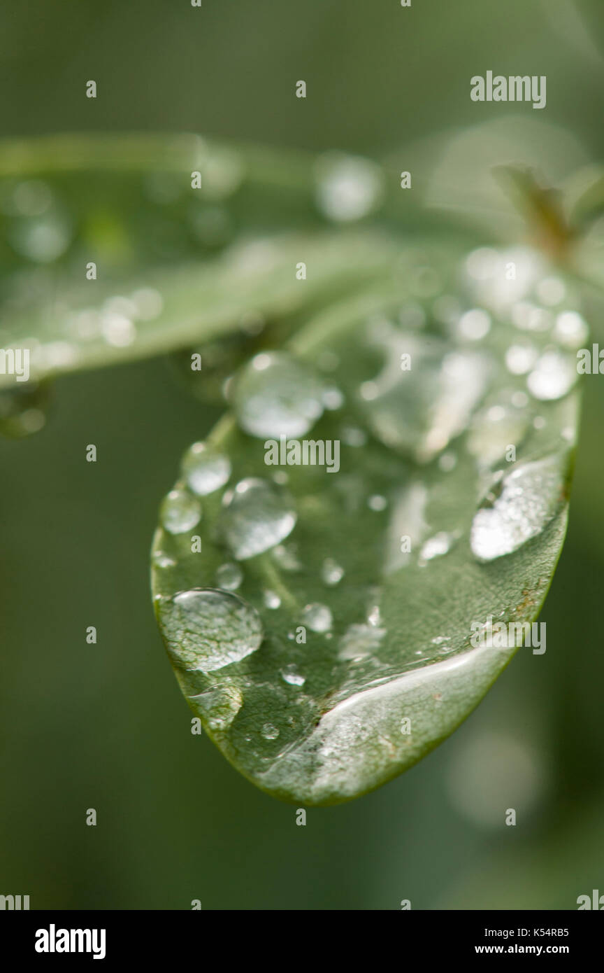 La tension de surface, agrandissement, et réfraction. gouttes d'eau sur les feuilles. Banque D'Images