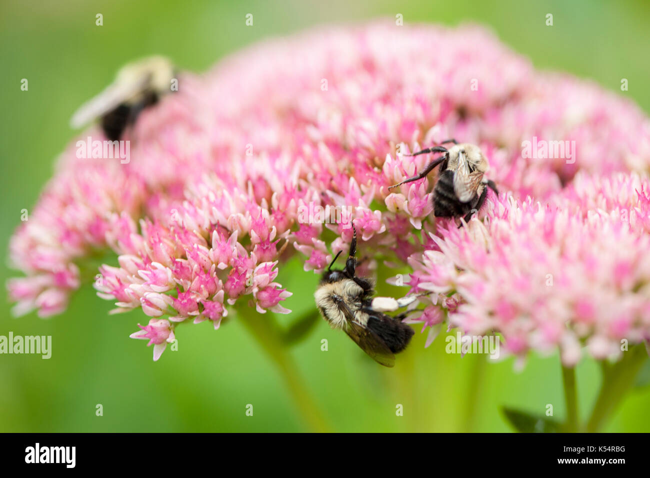Trois bourdons humide sur une fleur rose. Sedum Autumn Joy. Banque D'Images