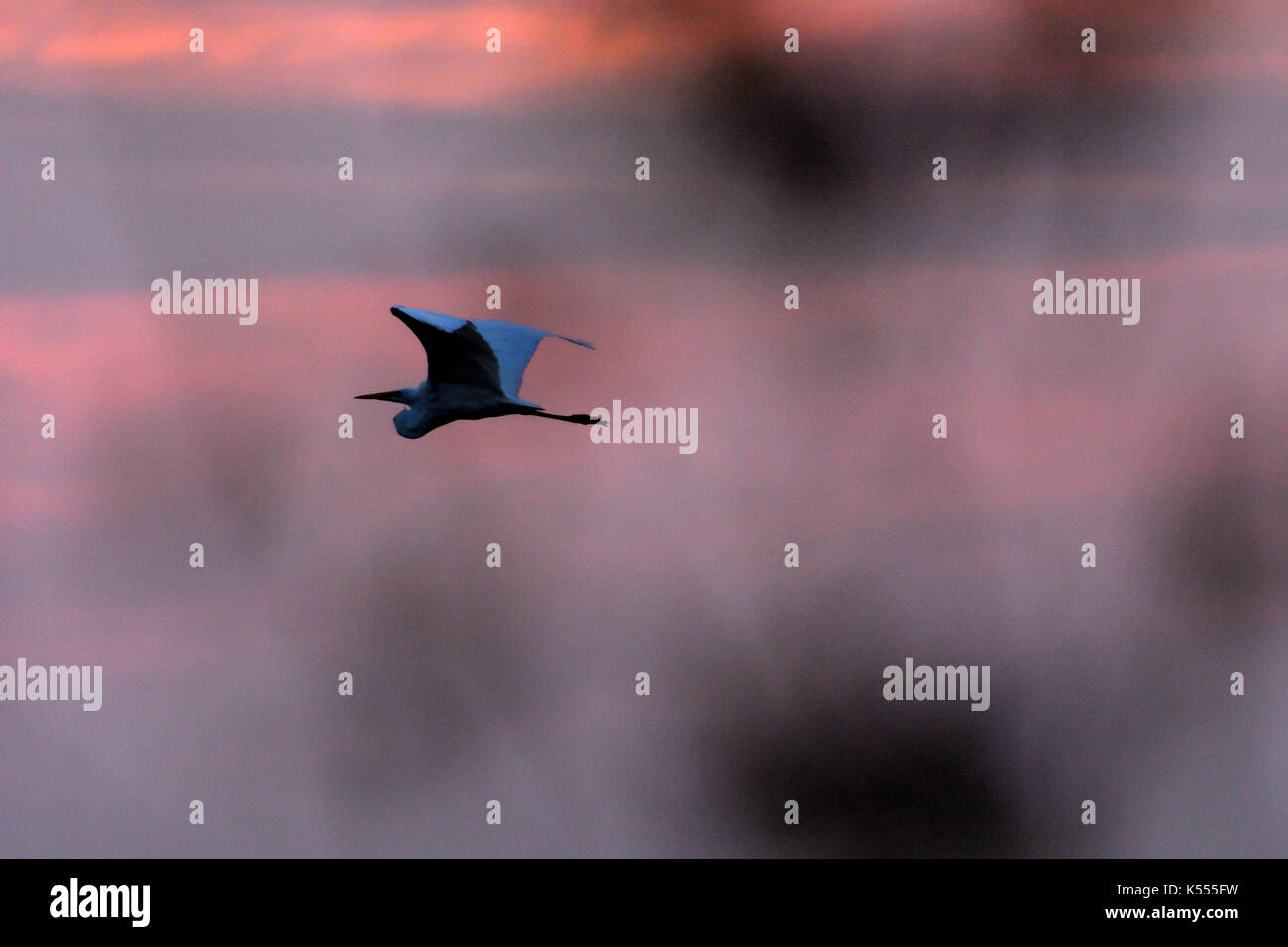 Super Egret volant au coucher du soleil Banque D'Images