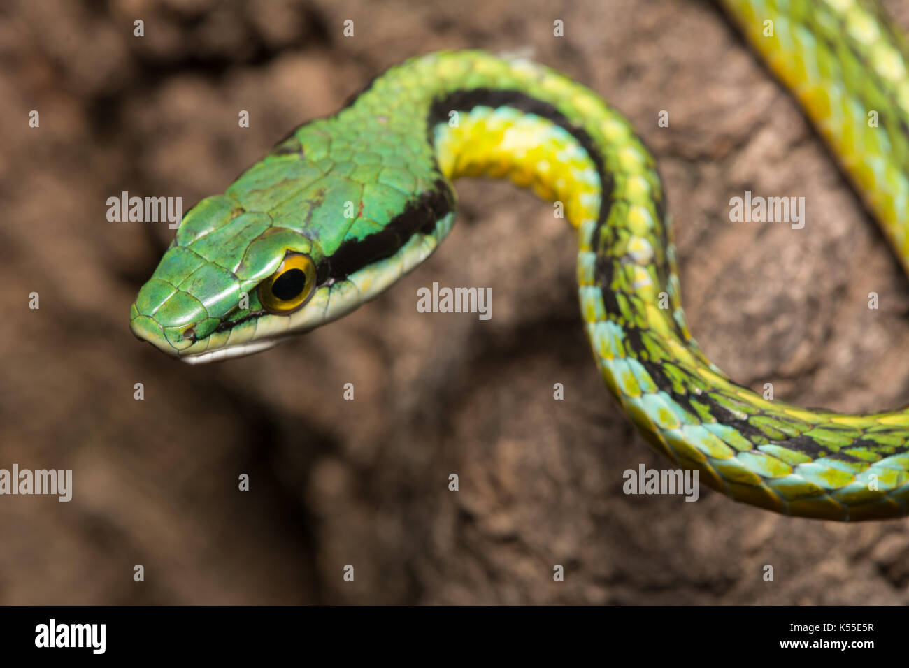 La côte du Pacifique (Parrotsnake Leptophis diplotropis) à partir de l'État de Sonora, Mexique. Banque D'Images