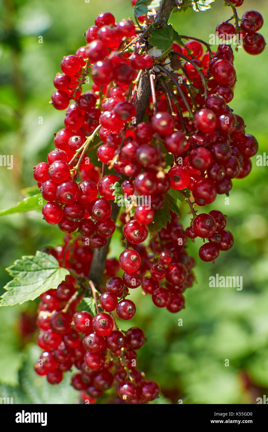 Soleil brillant sur les baies de groseille rouge brunch dans le jardin Banque D'Images