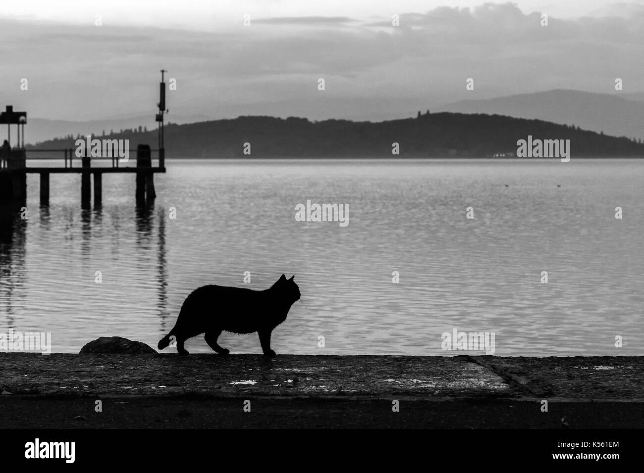 Silhouette d'un chat sur un quai sur un lac au crépuscule Banque D'Images