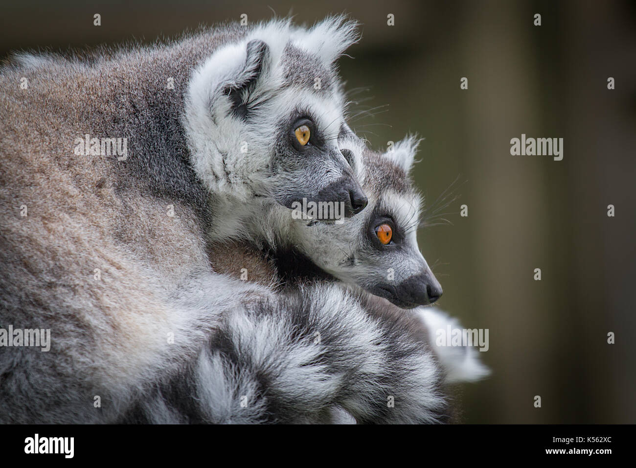 Close up de deux lémuriens à queue anneau vers la droite en regardant avec curiosité et profil latéral Banque D'Images