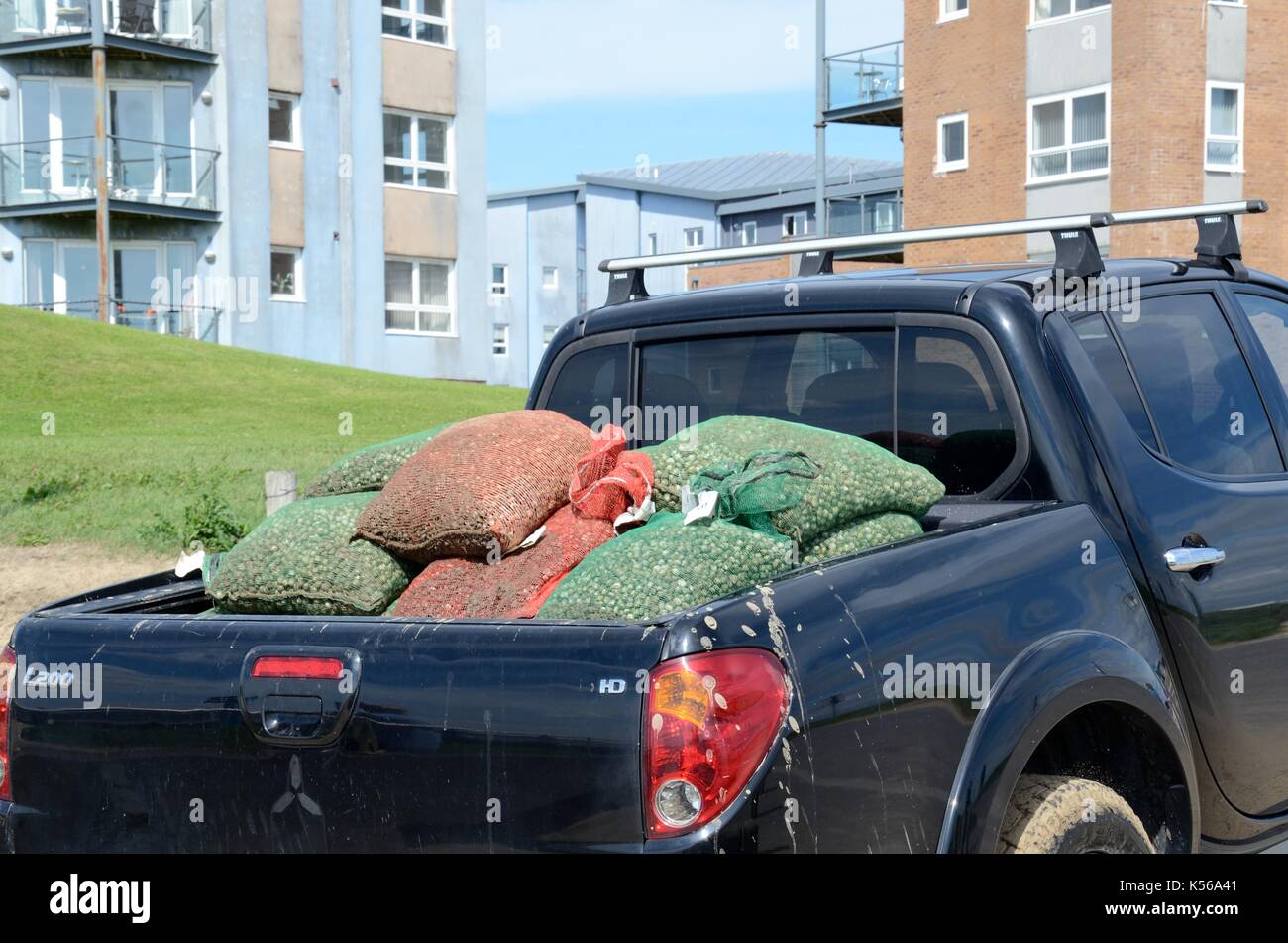 Les coques sont prises hors de l'estuaire de Loughor à Llanelli beach dans un 4x4 pickup truck van Carmarthenshire Wales Cymru UK GO Banque D'Images