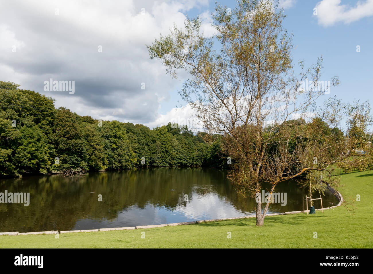 Dans l'étang du parc de la ville avec la réflexion d'arbres Banque D'Images