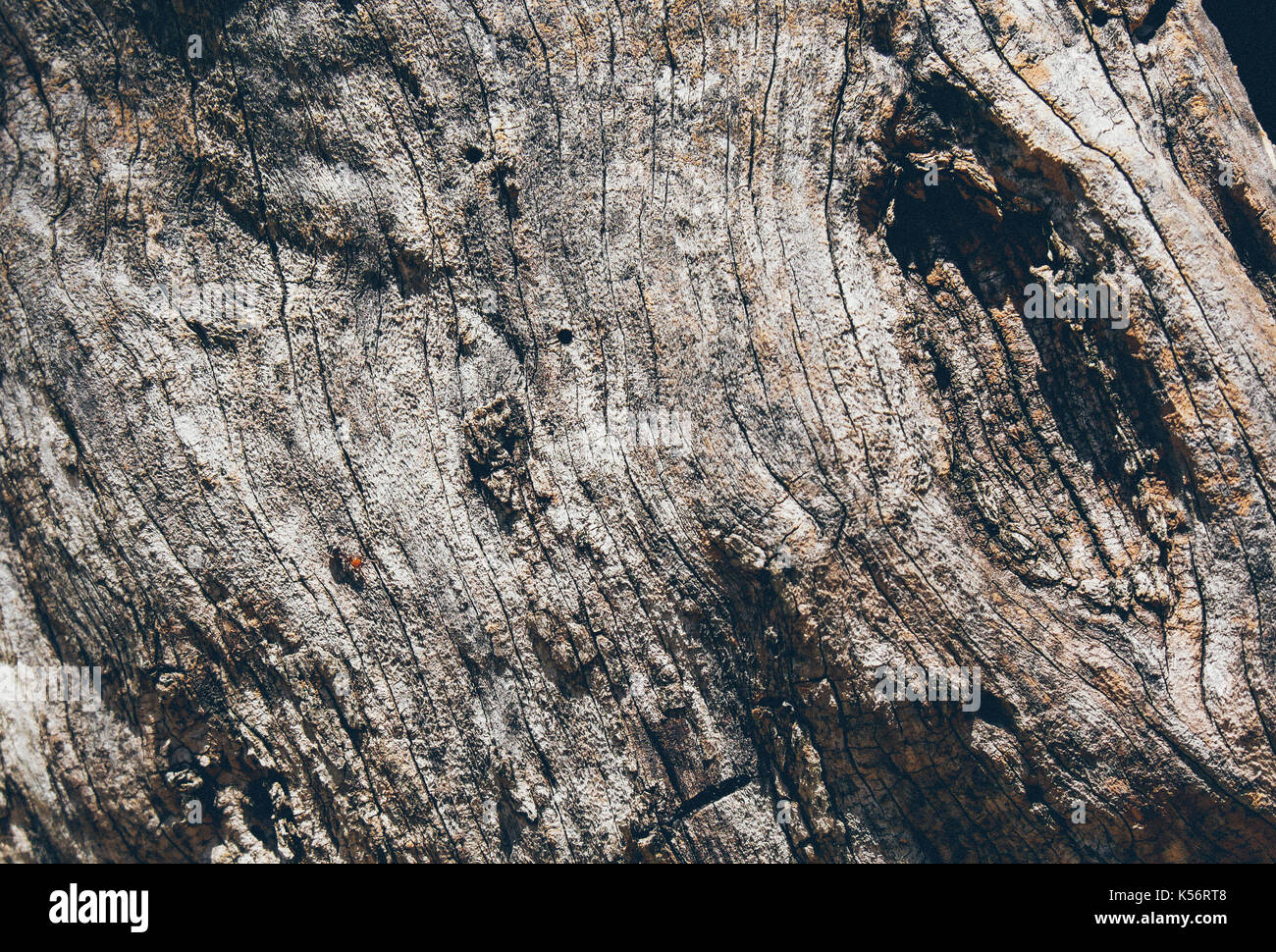 Écorce d'olivier Banque D'Images