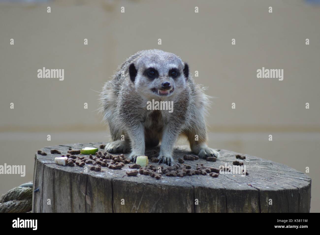 Meerkat, hargneux comme il défend sa nourriture de rivaux. Banque D'Images