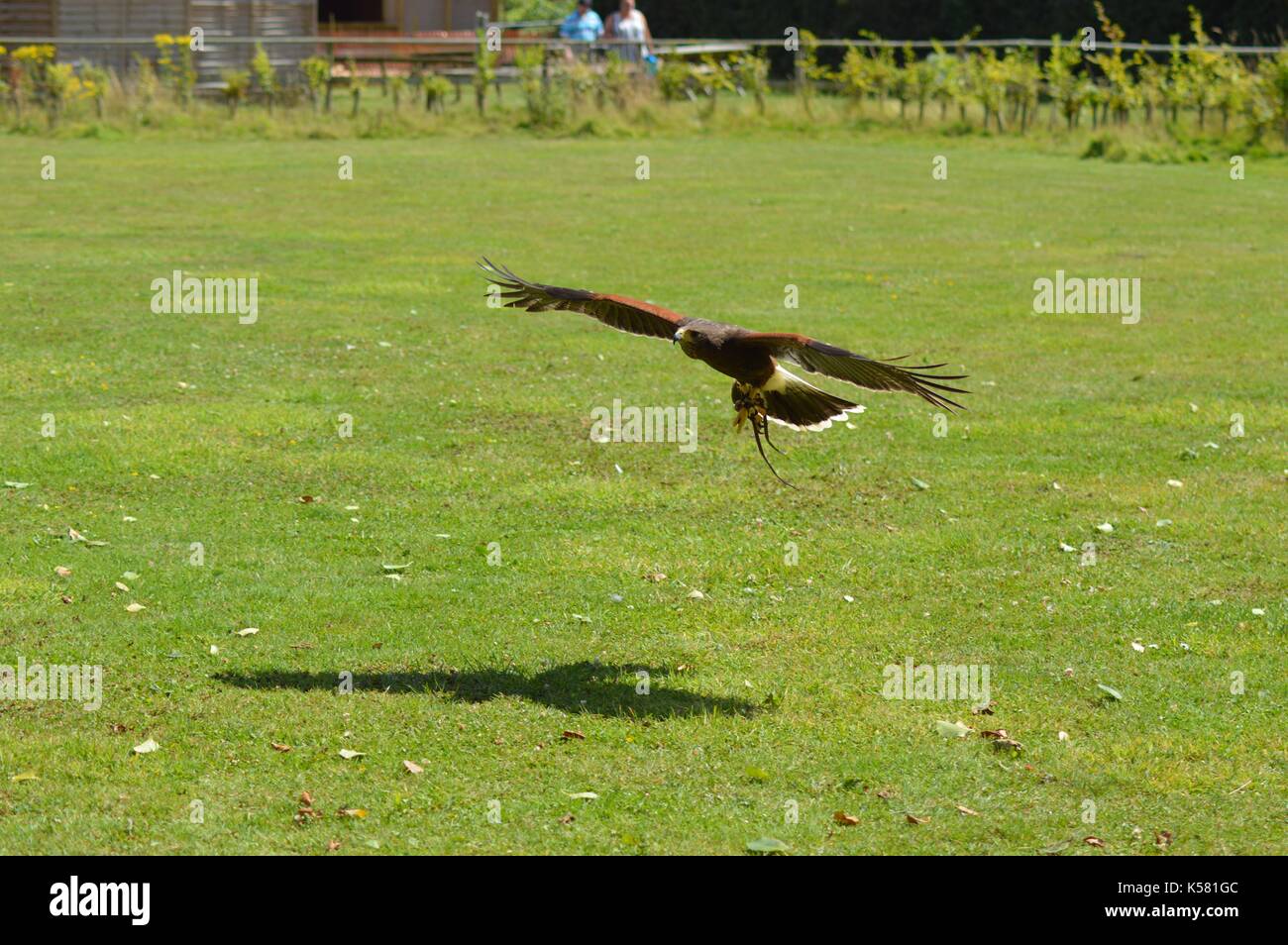 Toujours d'un oiseau de proie en vol sur une pelouse, au cours d'un oiseau de proie. Banque D'Images