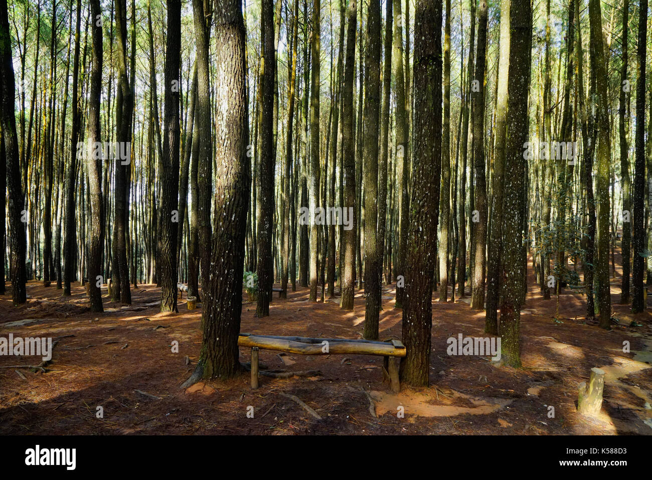 De nombreux grands arbres verts mince croissant dans la forêt sur sol brun foncé le matin avec personne autour. Banque D'Images