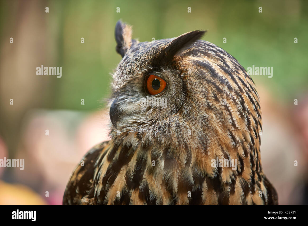 Portrait d'une grand-duc (Bubo bubo), à la recherche sur le côté Banque D'Images