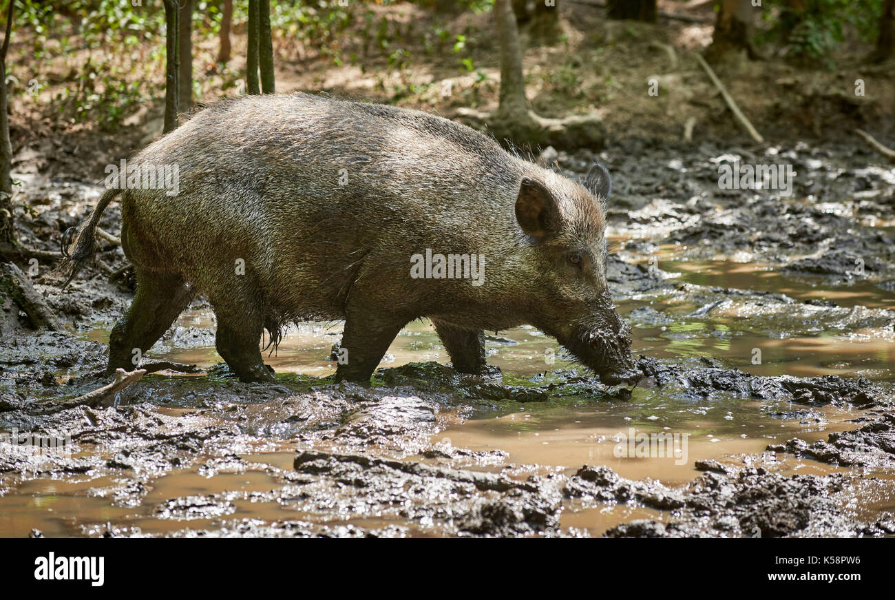 Le sanglier, sanglier (Sus scrofa), slosh dans la boue Banque D'Images
