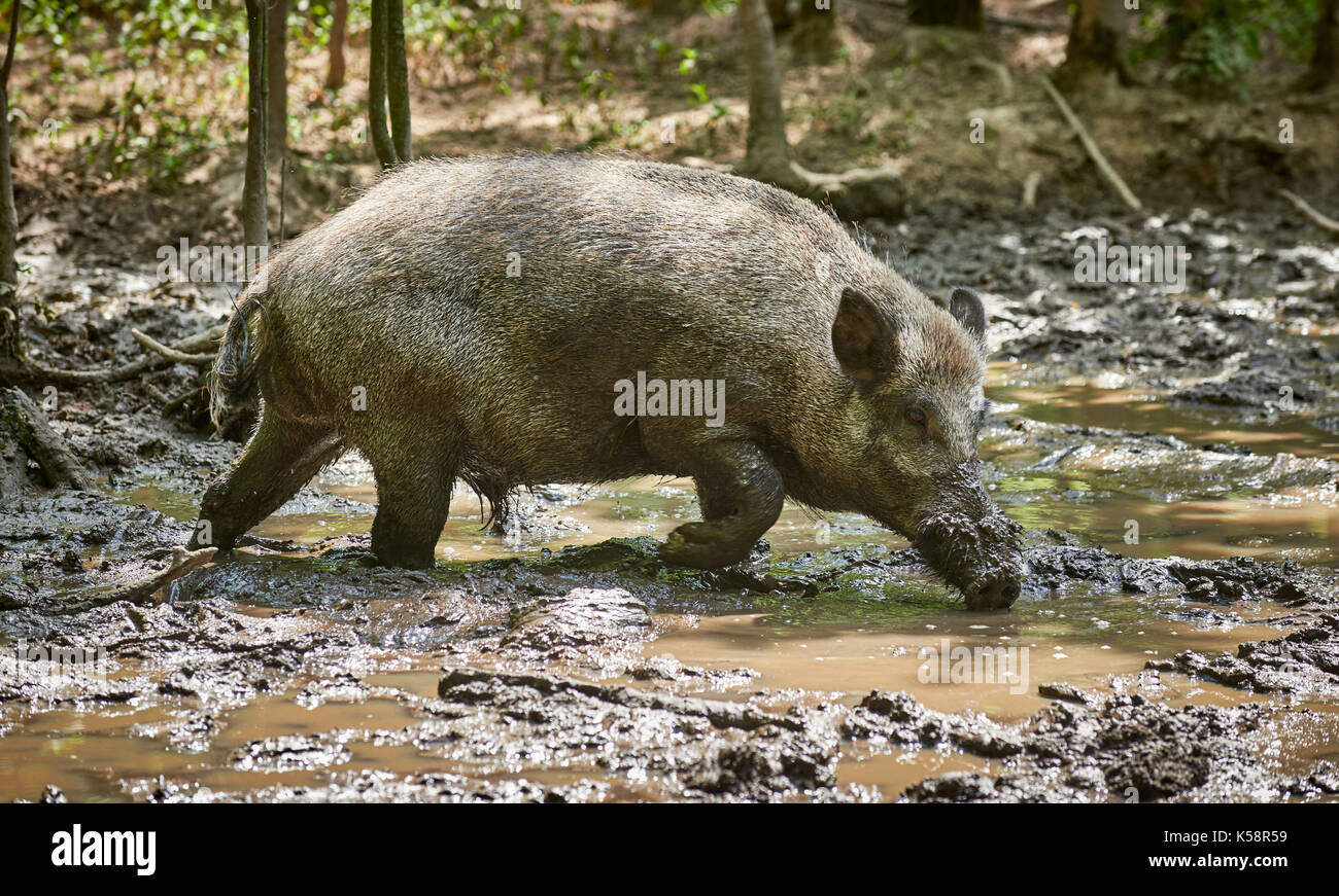 Le sanglier, sanglier (Sus scrofa), slosh dans la boue Banque D'Images