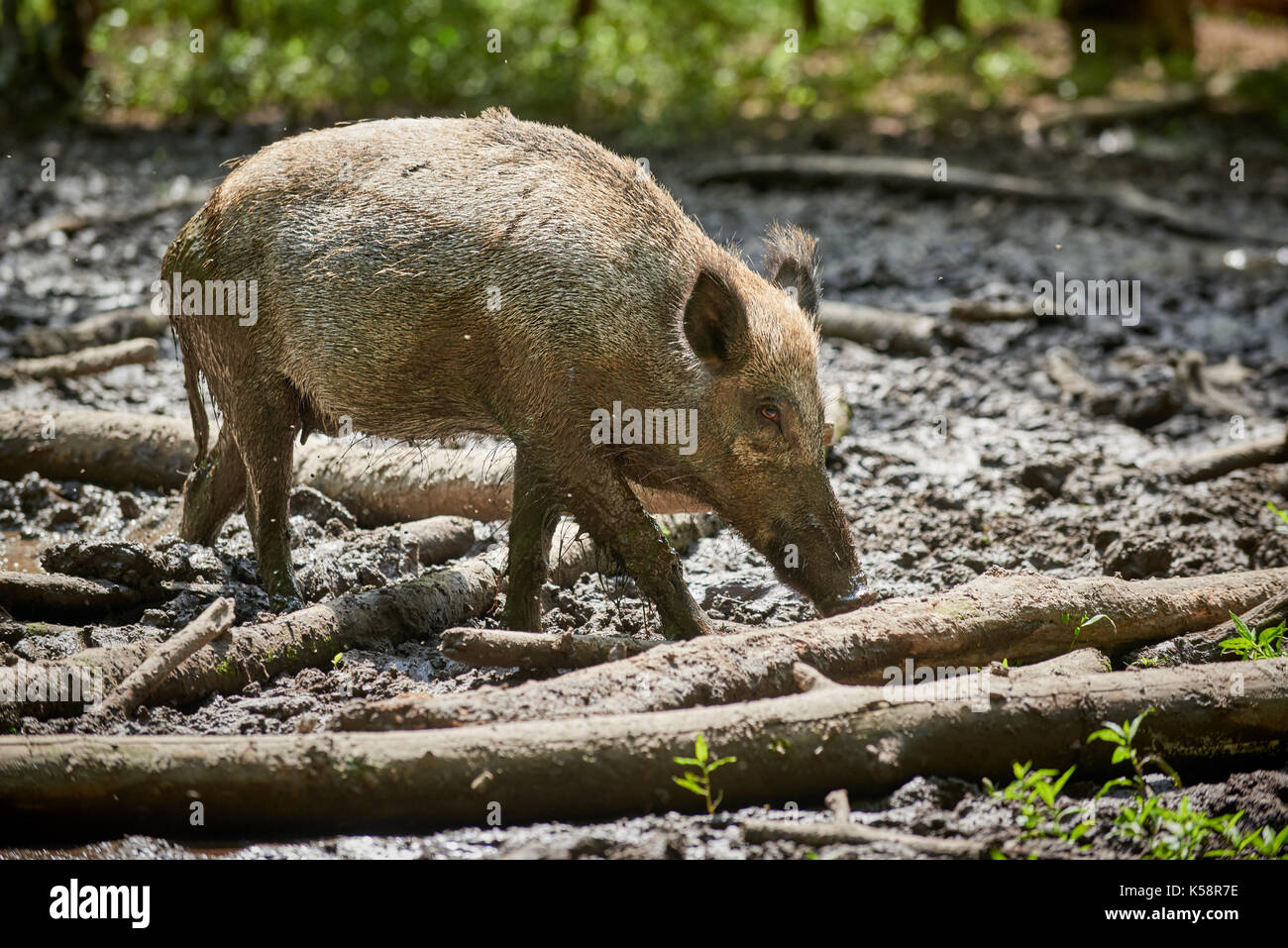 Le sanglier, sanglier (Sus scrofa), slosh dans la boue Banque D'Images